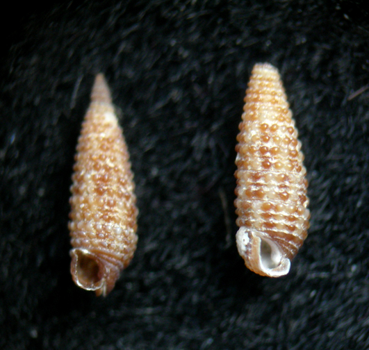 Pogonodos pseudocanaricus